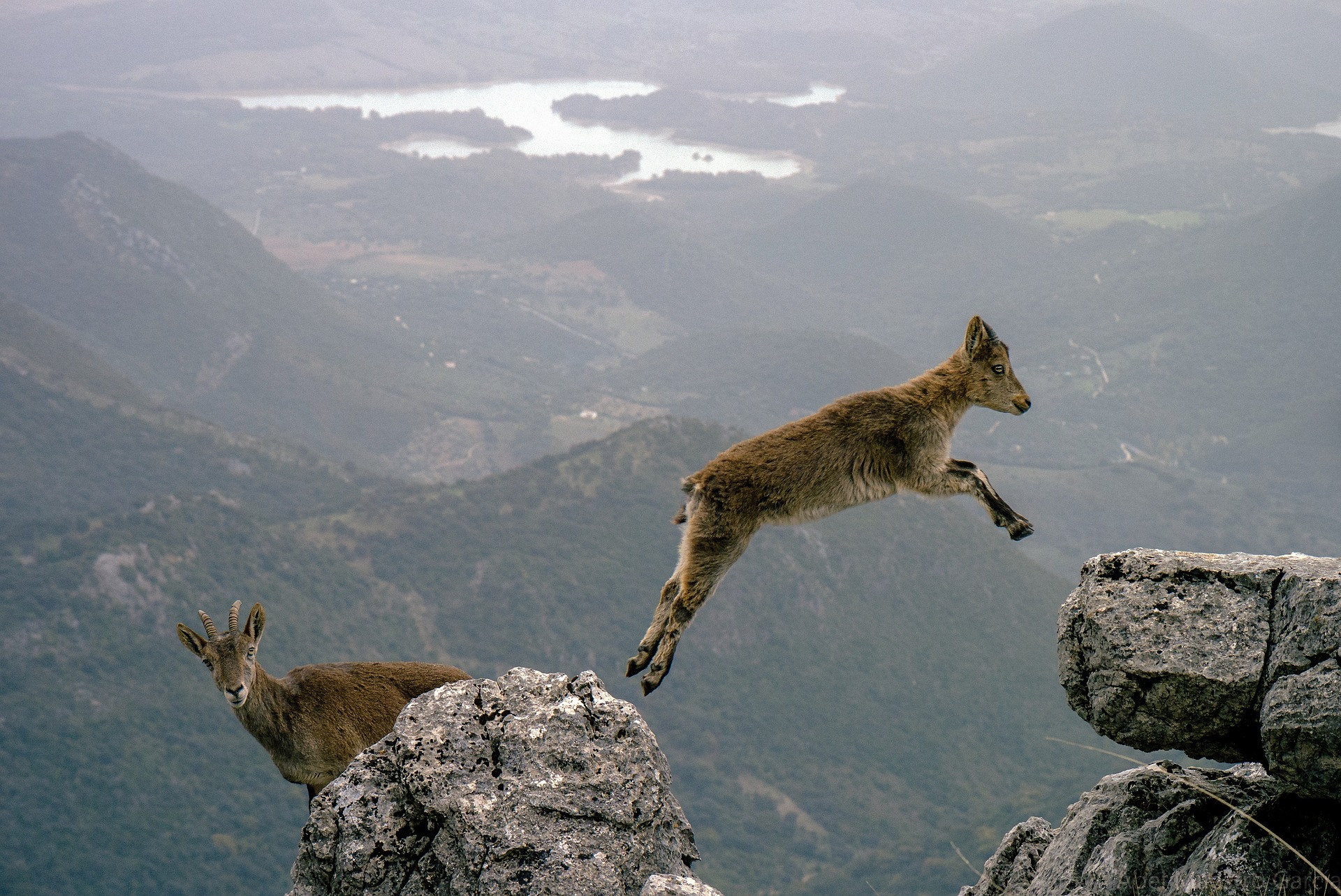 Two mountain goats. One is taking the leap. The other is thinking about it first!